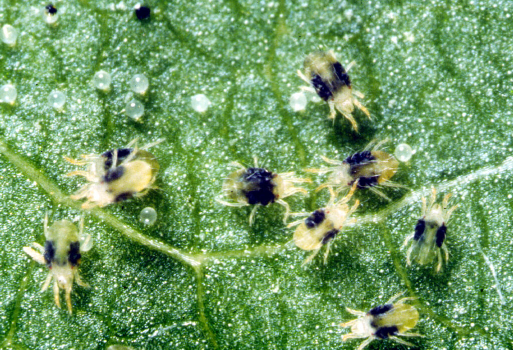 CSIRO ScienceImage 23 Adult and Egg Two Spotted Spider Mites