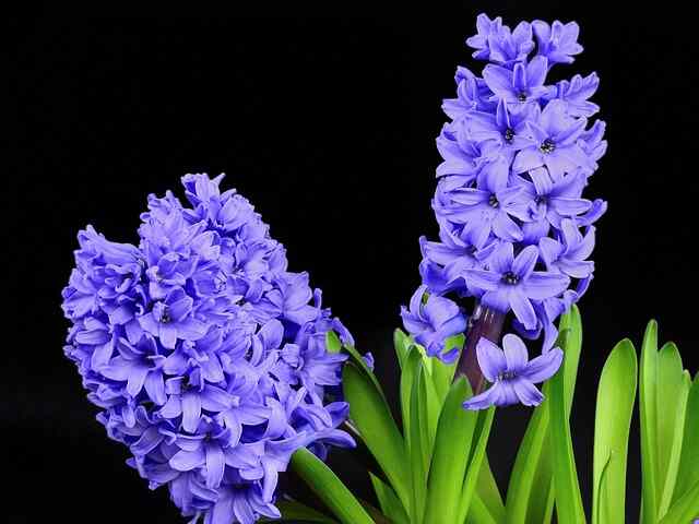 hyacinth gae2e30539 640 1