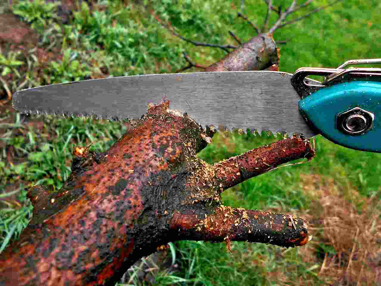 pruning saw