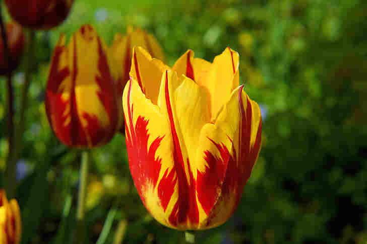 blossom bloom tulip red yellow preview
