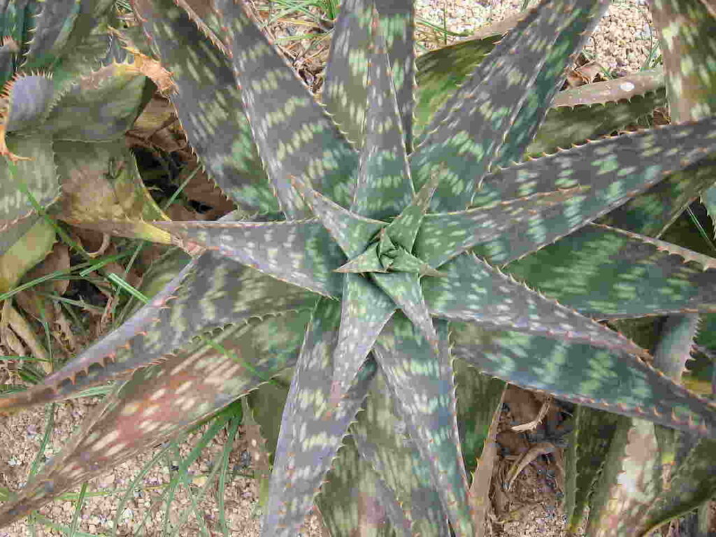 1280px Aloe saponaria 01
