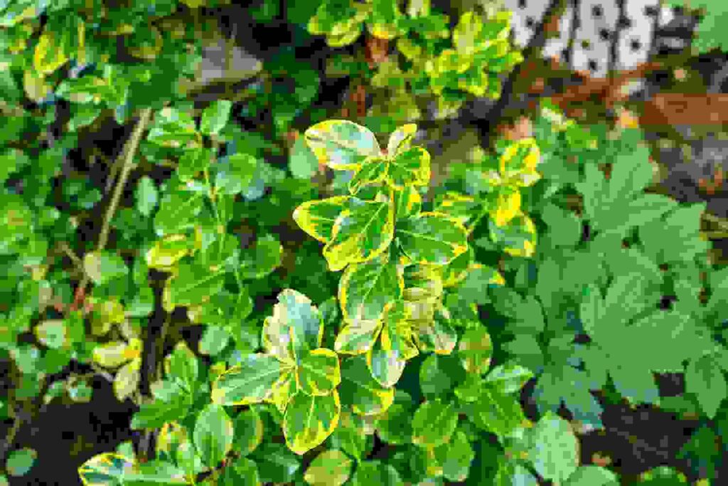 thespruce.com emerald n gold euonymus shrubs 2132073 3 658e12a8b73f484d98e9c62c901e72a4