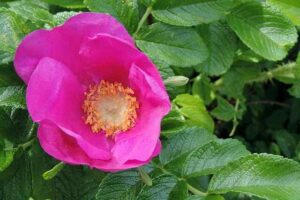 Growing Rugosa Roses How To Grow And Care For Rugosa Roses - A Detailed Guide : Gardening ...