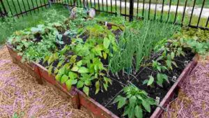 Gardening Mantras : The Best Gardening Ideas For Beginners