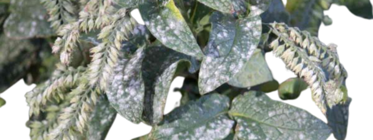 Powdery Mildew