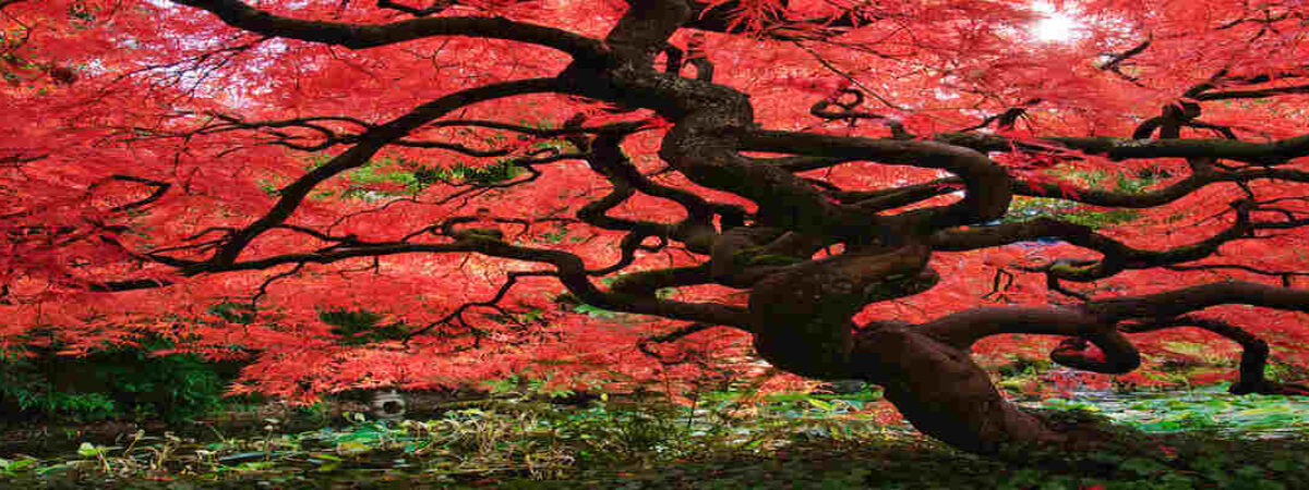 weeping Japanese maple