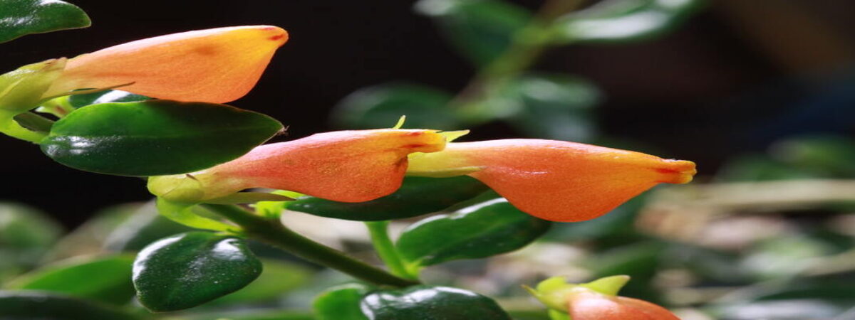 propagte goldfish plant