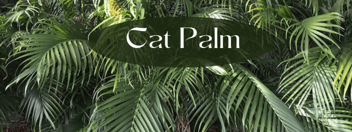 cat palm