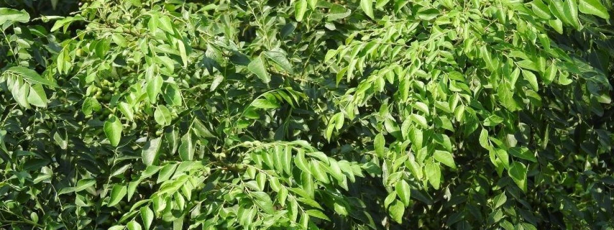 Curry leaf tree