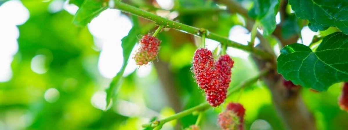 Growing Mulberry Tree