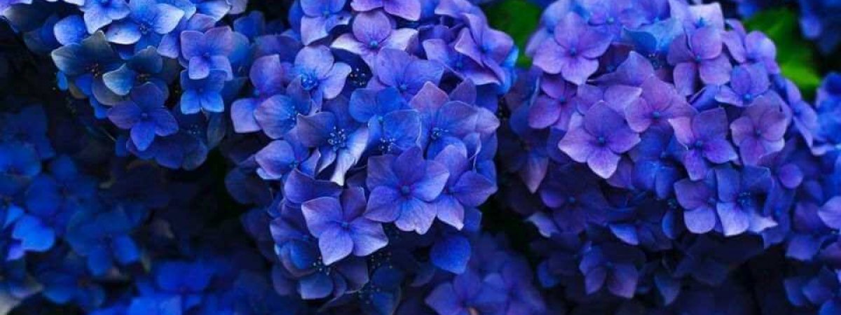 How to Prune Hydrangeas