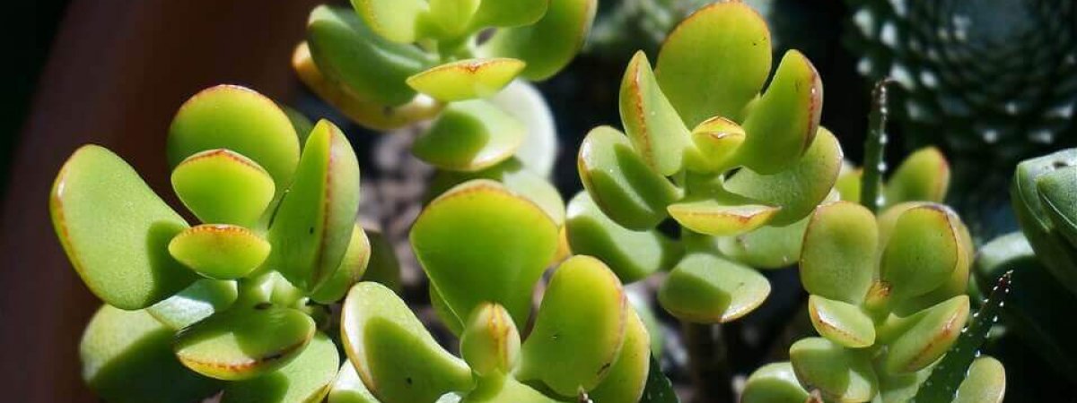 How to care for jade plant