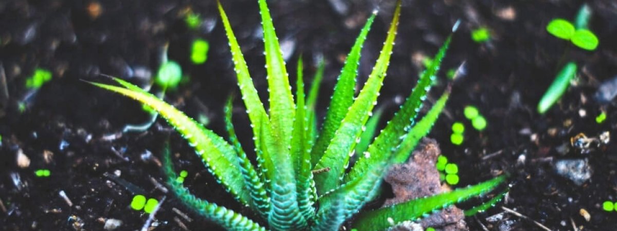 How to grow Aloe Vera
