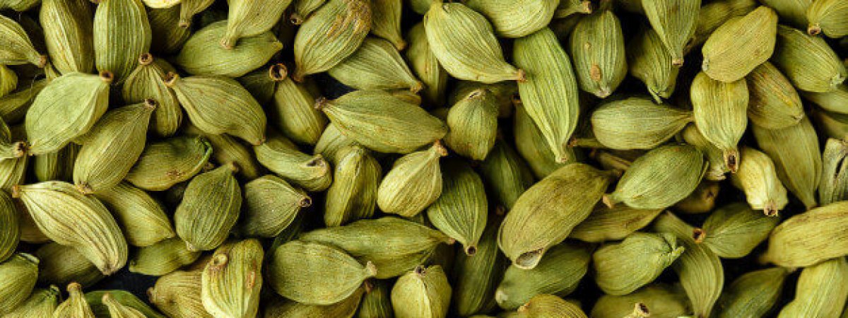 How To Grow Cardamom? – Everything From Propagation To Harvest And ...