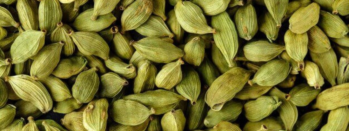 How to grow cardamom