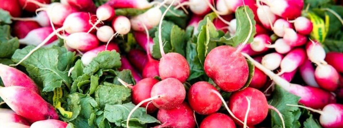 How to grow radish