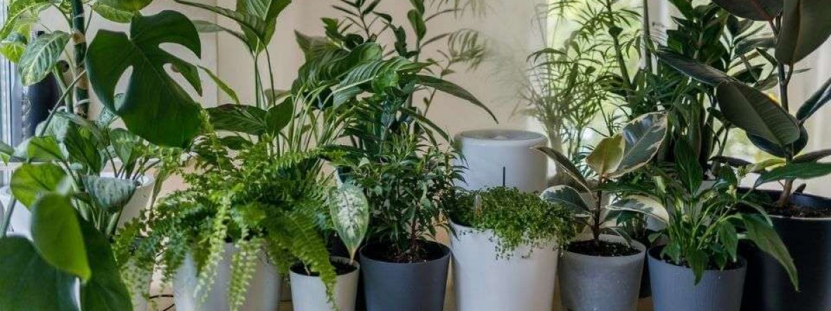 low-maintenance plants