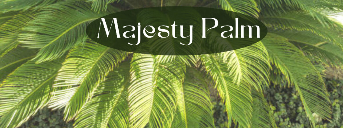Majesty Palm Plant