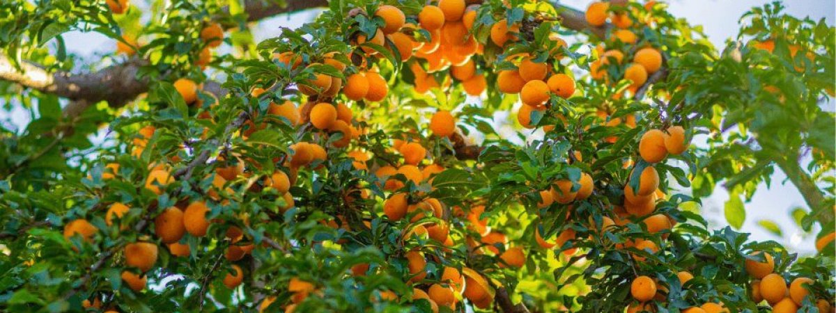 How to grow Persimmon Tree