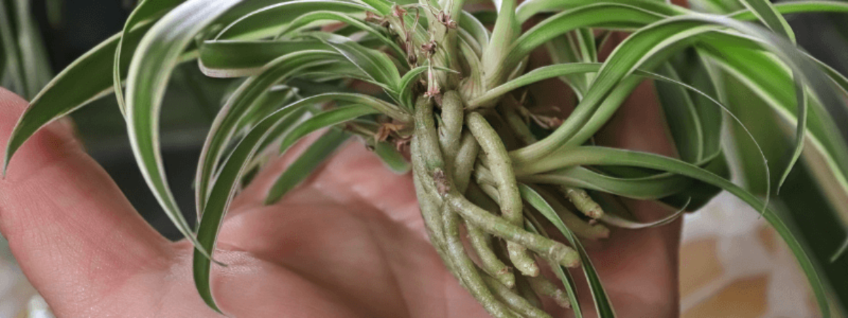 Propagate Spider Plants in Soil