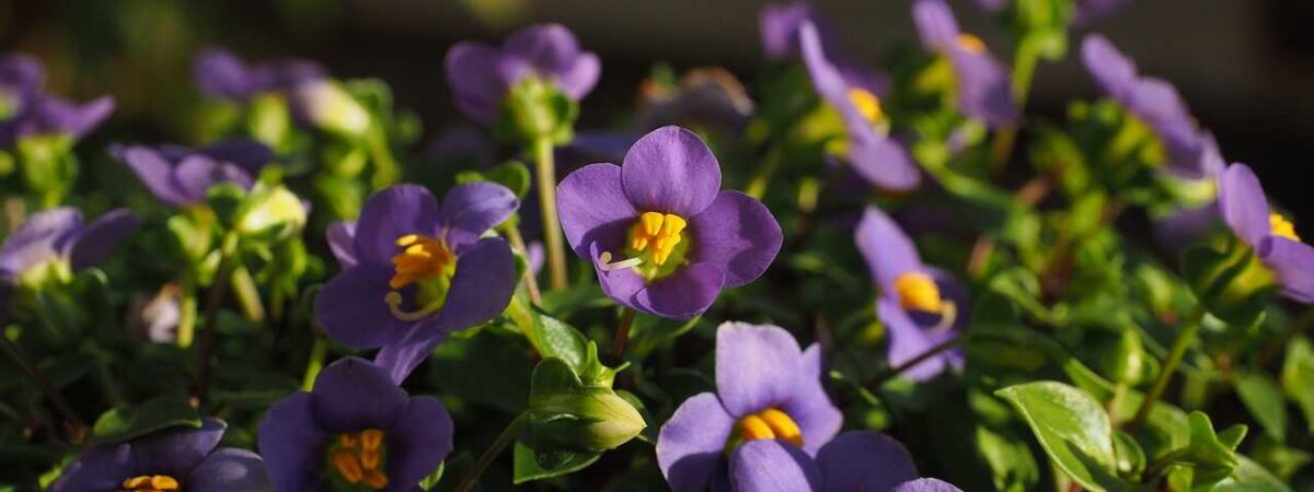 African violets