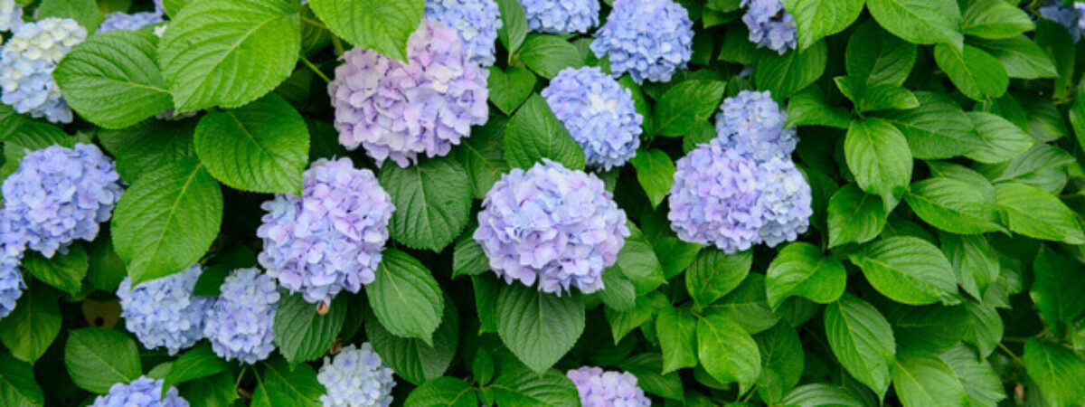 bigleaf hydrangea