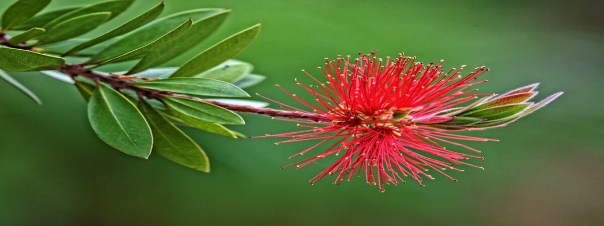 bottlebrush plant