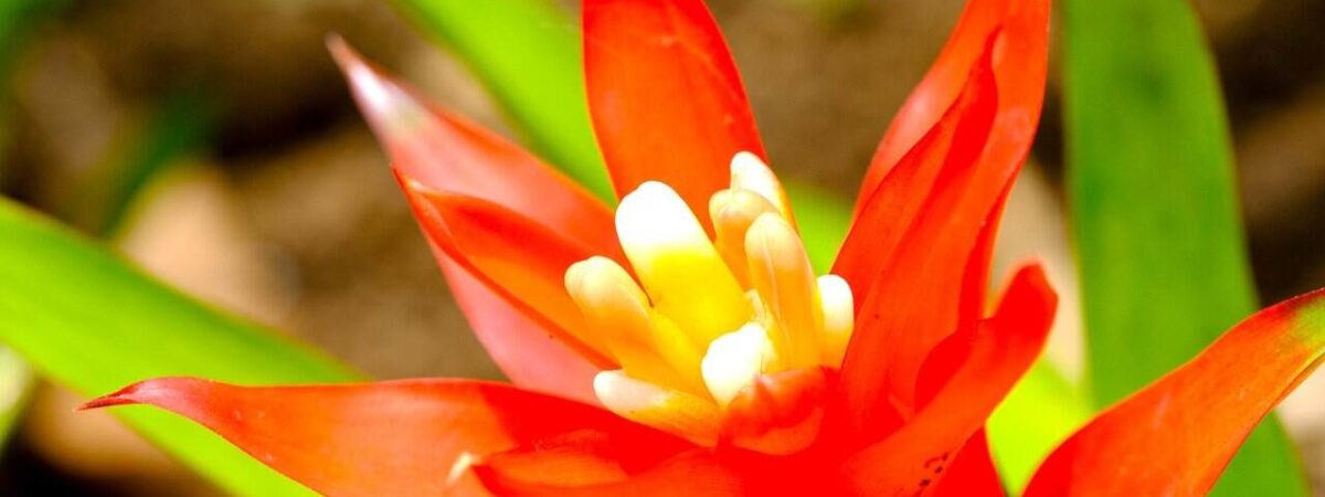 Bromeliad