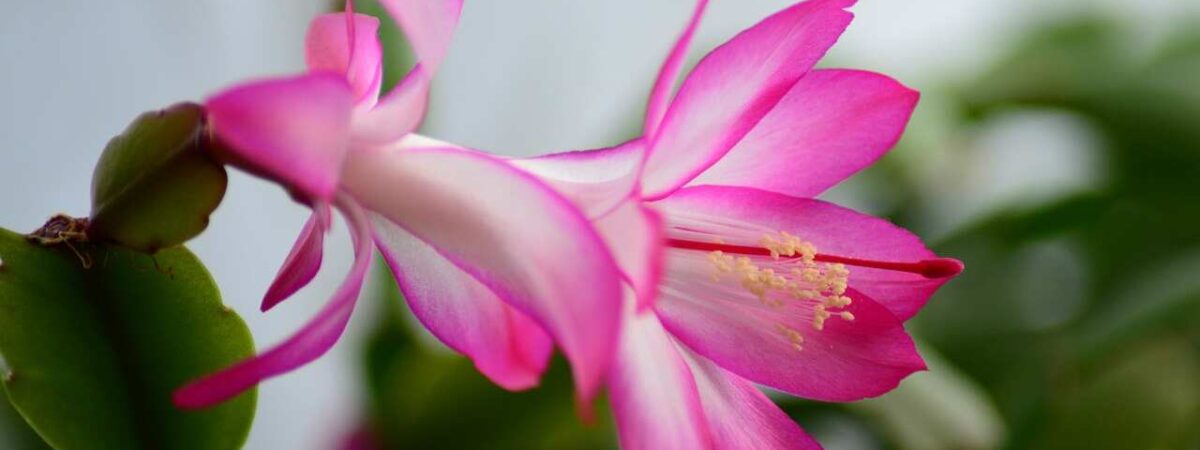 Easter cactus