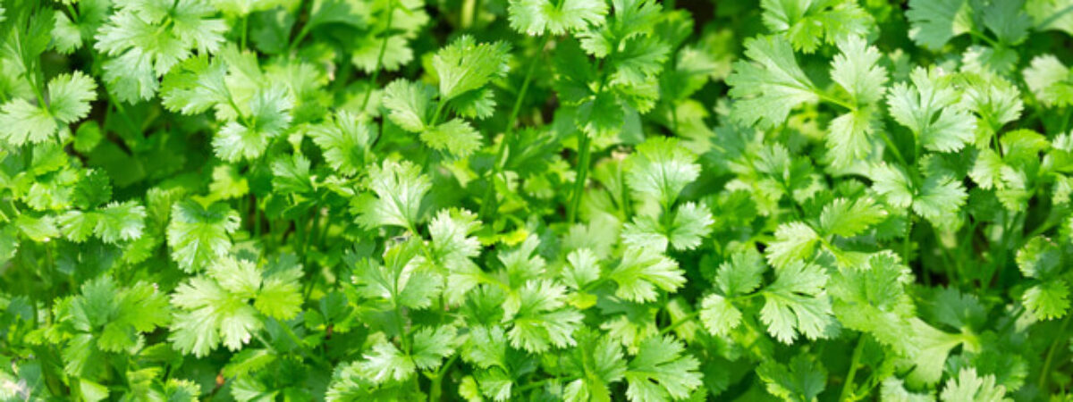 coriander-leaves