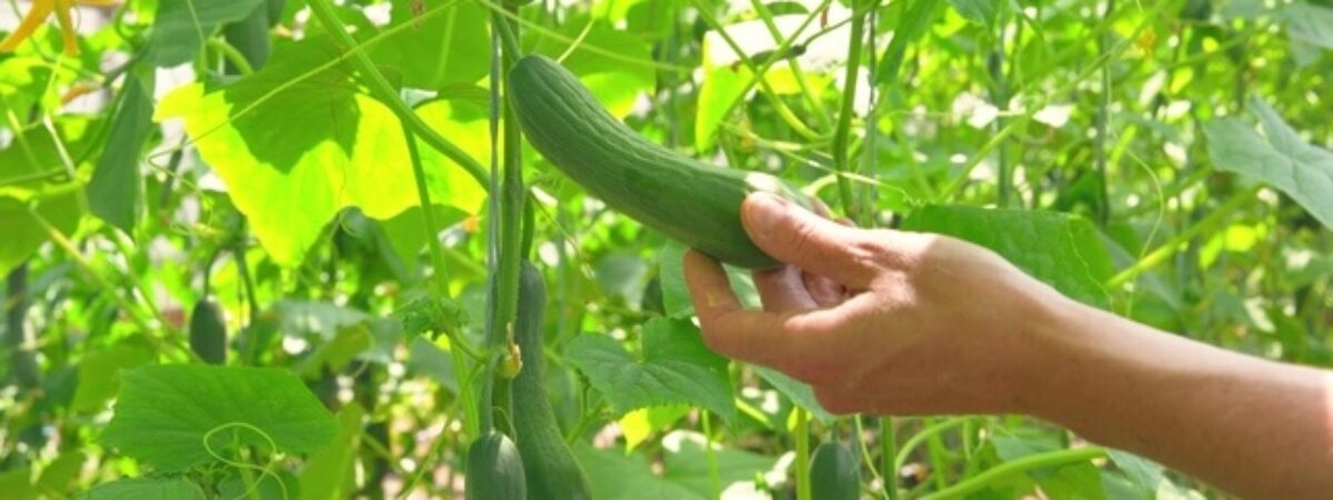 cucumber plant