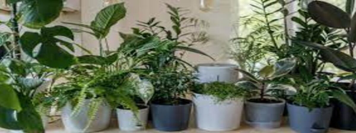 mosquito repellent plants