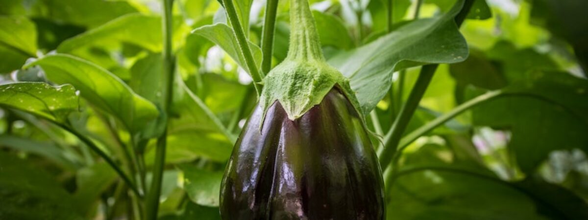 brinjal plant diseases