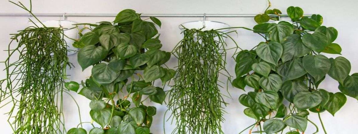 trailing house plant