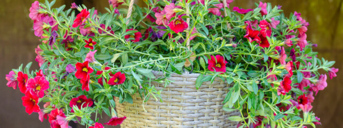 hanging-pots