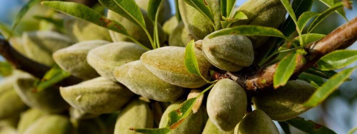 Grow an almond tree from seed
