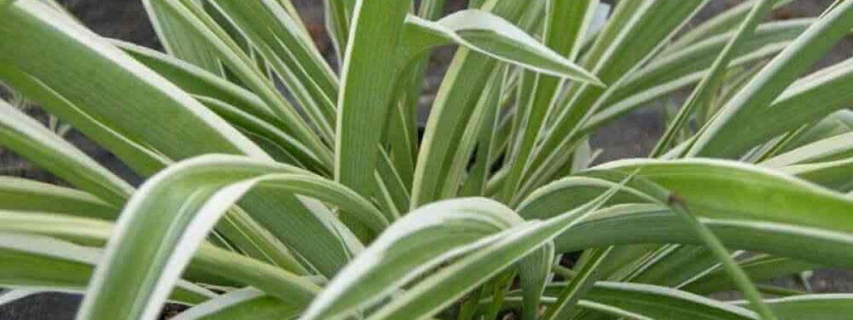 how to care for spider plants compressed