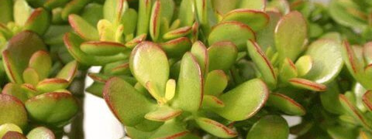 how to grow jade plant