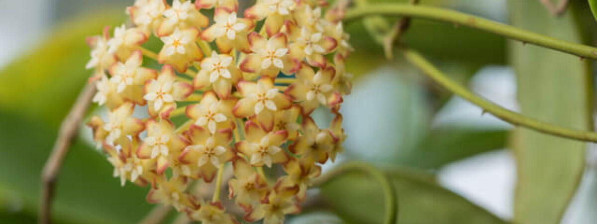 hoya plant