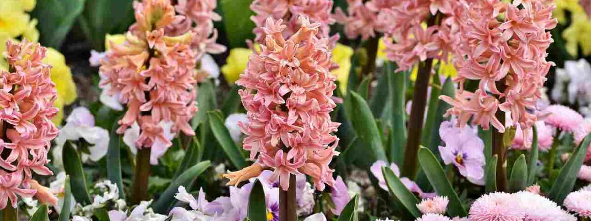 hyacinths