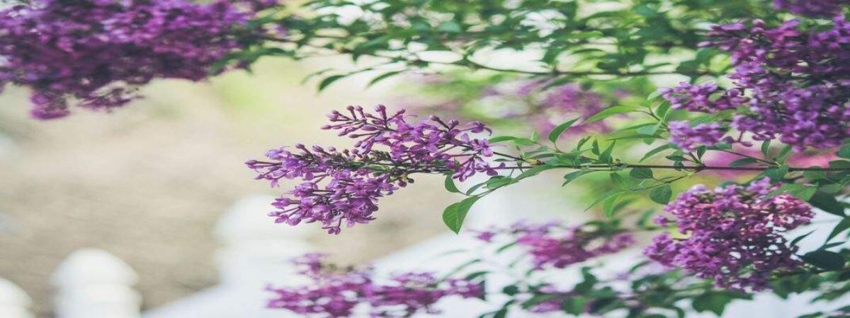 prune lilac bushes