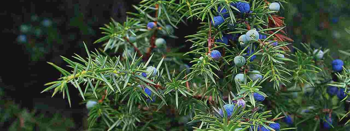 Rocky mountain juniper