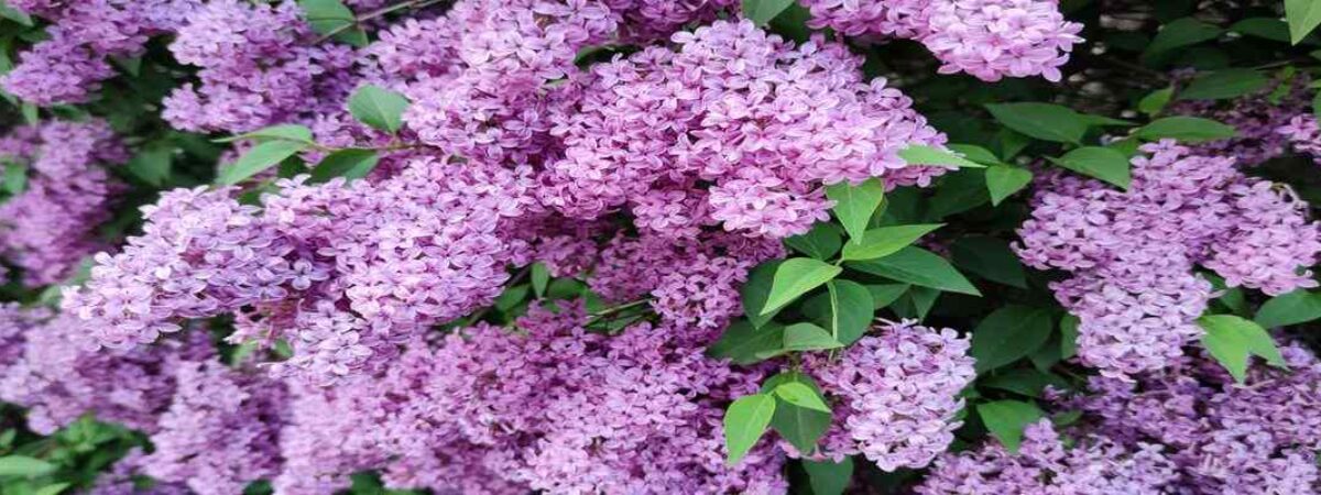 lilacs