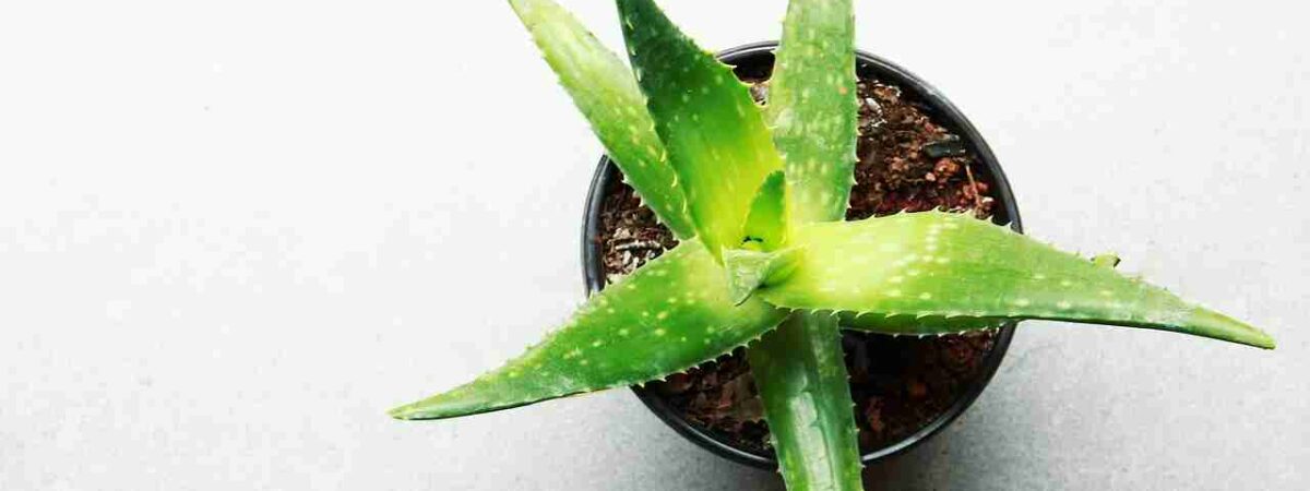 types of aloe vera plant