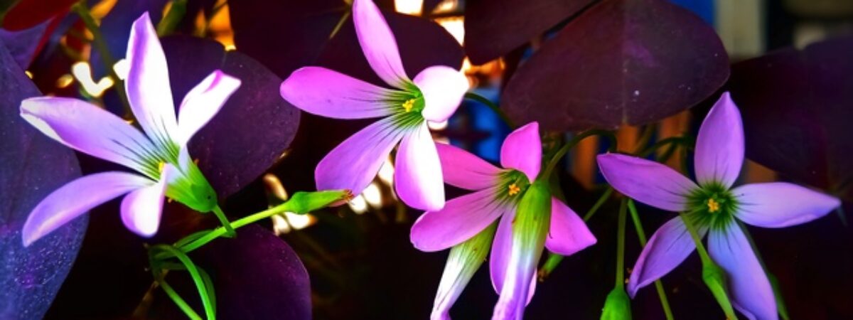 oxalis triangularis