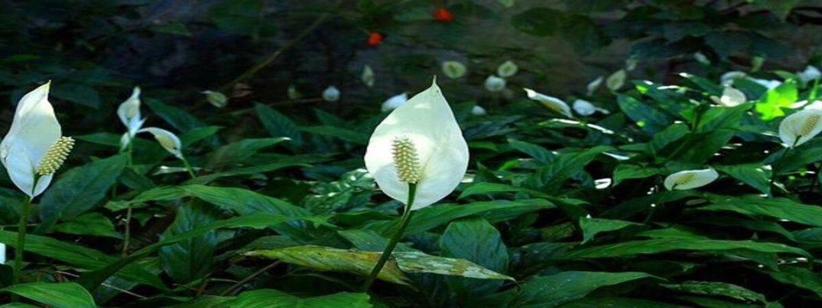 benefits of peace lily