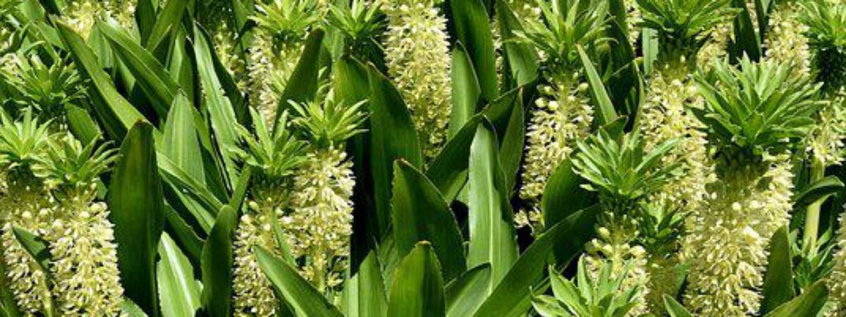 Pineapple Lily plant