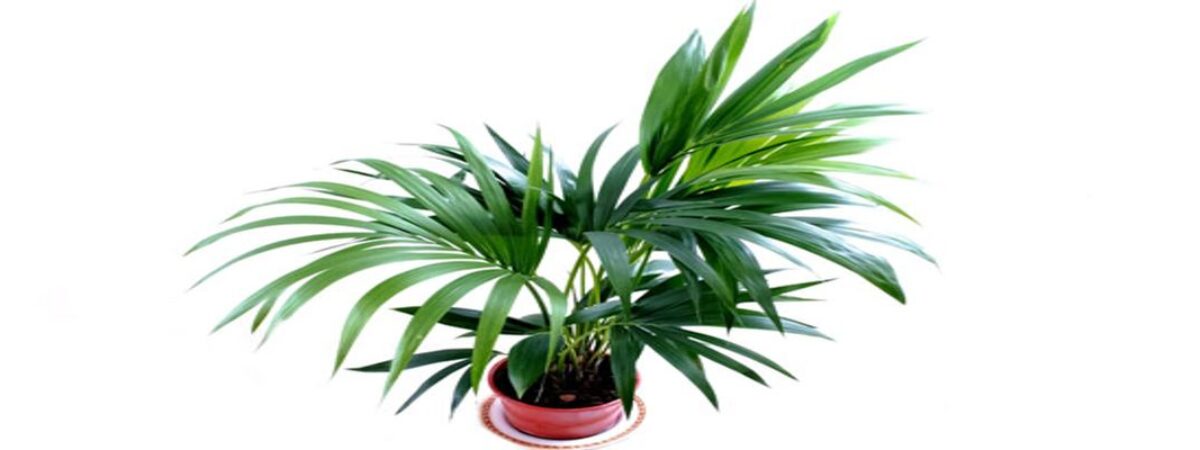 kentia palm