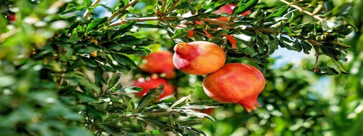 prune a pomegranate tree