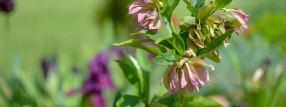 winter flowers